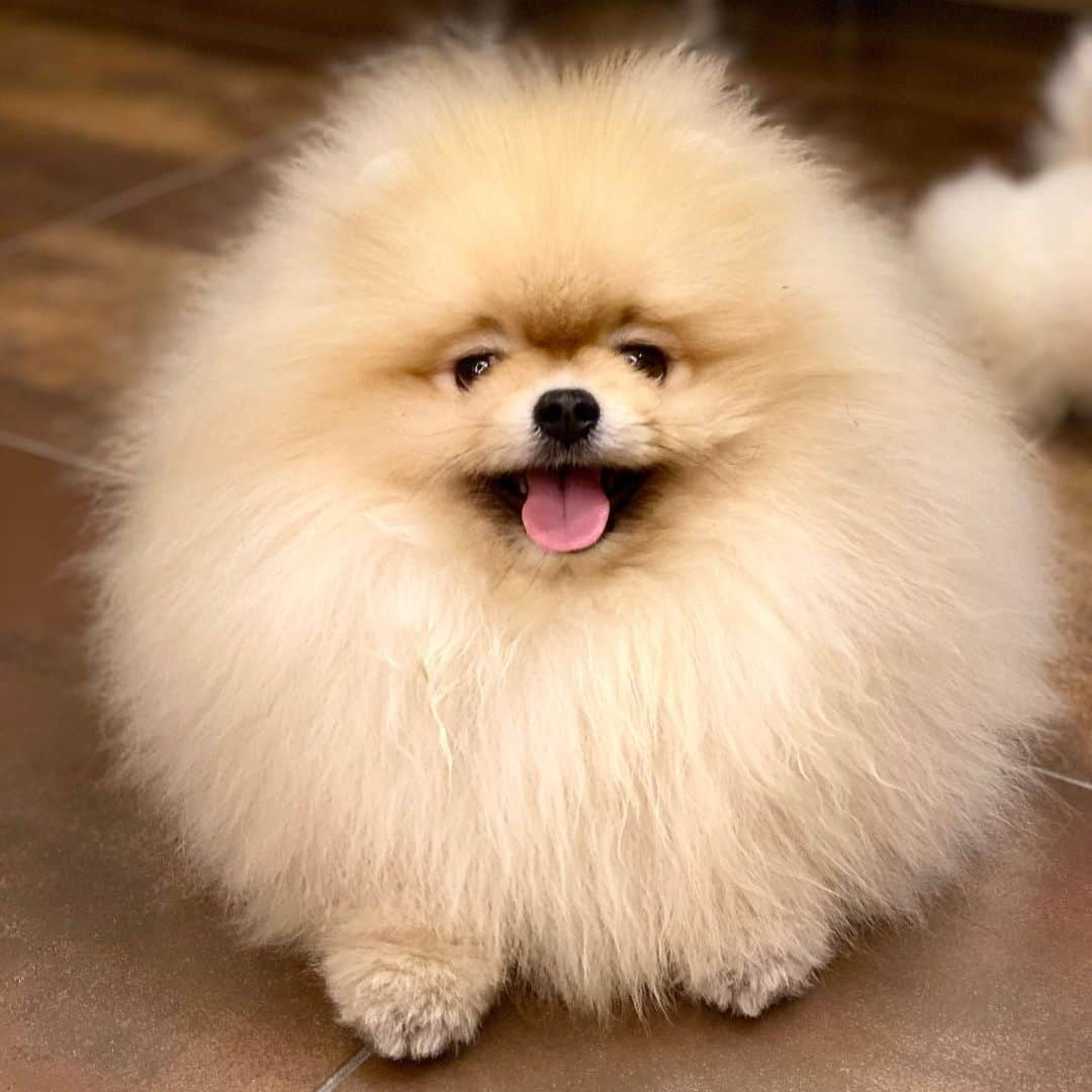 Shilaさんのインスタグラム写真 - (ShilaInstagram)「Good night from fluffy , puffy cotton candy Eddie 😃❤️..We are so happy his all hair is back 🙏🏼.. Even more then before 🤗😃.. But poor mommy .. She has more work now 😉💇🏼‍♂️🛁🐩😁」1月21日 6時05分 - shila_the_pom