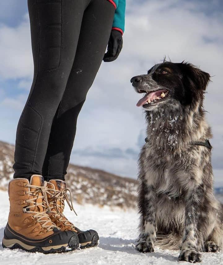 オボズさんのインスタグラム写真 - (オボズInstagram)「@charlietheadventuredog daydreaming on this #RuffMonday...⠀ "A beautiful day out with mom @bearfoottheory and dad in #parkcityutah"⠀ .⠀ 📷: @charlietheadventuredog⠀ 🥾: W's Sapphire Insulated Waterproof⠀ .⠀ .⠀ .⠀ #dogsofoboz #adventuredog #hikingwithdogs #truetothetrail #obozfootwear #winter」1月21日 6時31分 - obozfootwear