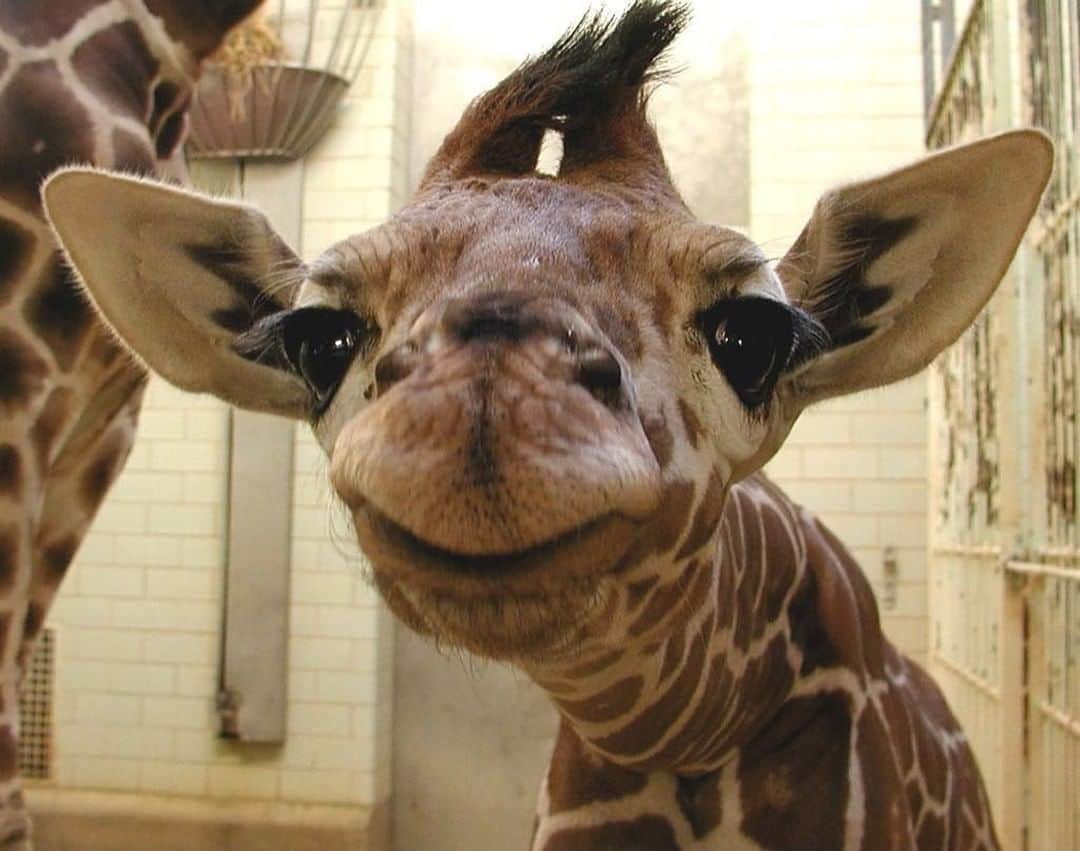 Baby Animalsさんのインスタグラム写真 - (Baby AnimalsInstagram)「Be big-hearted like a giraffe! 🦒❤️」1月21日 7時32分 - thebabyanimals