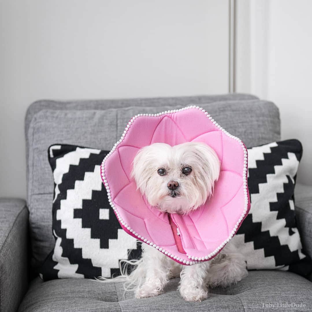 Toby LittleDudeのインスタグラム：「Looking chill but I'm plotting my revenge.  Sorry I've been MIA recently. My eye has been a huge pain in the butt and after multiple procedures and a surgery, I think (and pray) that I'm on the mend. My right eye still isn't 100% but hopefully with some more time, it will get there.  Life has been kinda miserable. My eye has been very sore and I'm not allowed to rub or scratch it. Mom is always watching and when she can't watch, I have to wear this thing! Seriously, do babes like a dude wearing a ginormous pink flower petal? I'm trying to tell myself that it's cute and kinda manly but I'm not entirely convinced.  I want to thank each and every one of you that reached out while I was away. My assistant was slacking and may not have replied but I appreciate the love and support. You guys are da best! Luv, Tobes 💜」