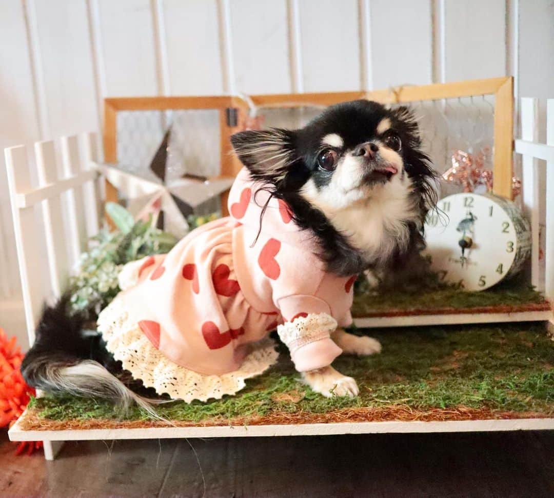 kayoのインスタグラム：「* * 可愛い撮影スポットがいっぱい☺️💕💕 * * Melon💗 * * #chihuahua#chihuahualove#dogstgram#dog#instadog#チワワ#チワワ大好き * *」