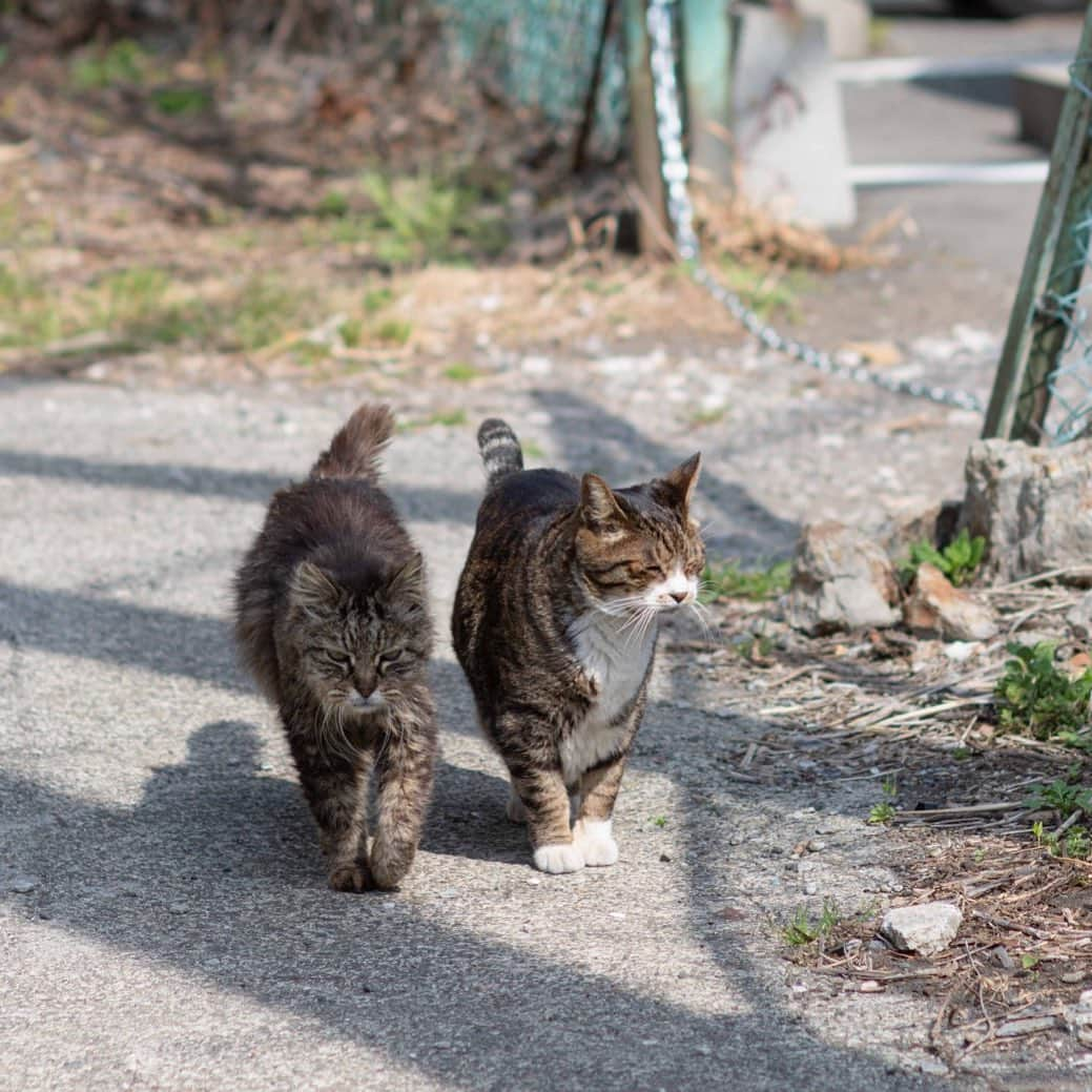 末吉 弦太さんのインスタグラム写真 - (末吉 弦太Instagram)「散歩仲間  #僕らの居場所は言わにゃいで ・ 外で暮らす動物たちの写真をインターネット上で公開する際は、虐待や遺棄を考えている人たちがあなたの発信した情報を悪用する可能性について考慮し、具体的な地名や位置情報などを伏せるようご配慮をお願い申し上げます。 ・ When you post the photo of stray cat, Please Don’t publish about location. If Abusers find your photo.They will come to hurt strays. Please save the life of animals !! ・ 为了在外生存的流浪猫和其它动物们能够平静的生活，请不要公开摄影的场所. ・ 길 고양이나 야외 생활을 하고 있는 동물들의 편안한 생활을 위해 촬영 장소는 공개하지 않도록 하겠습니다. ・ หากคุณถ่ายรูปแมวจรจัด กรุณาอย่าลงสถานที่ที่คุณได้ถ่ายพวกเค้าไว้ เนื่องจากอาจมีคนใจร้ายไปทำอันตรายต่อแมวได้ มาช่วยกันอนุรักษ์แมวกันนะครับ」1月21日 8時07分 - gtx_777r