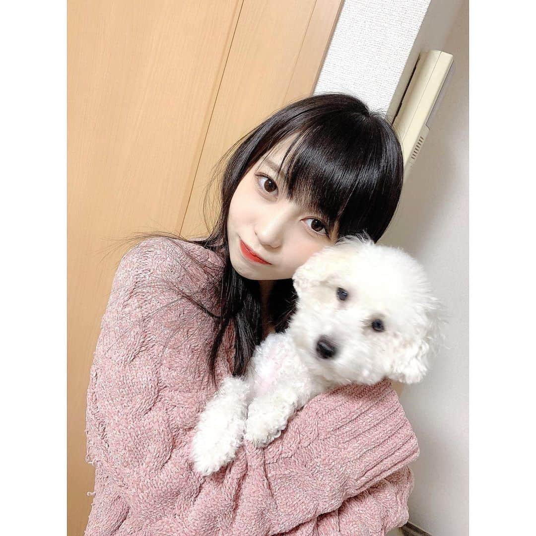 髙木由莉愛のインスタグラム：「わんわん 🐶💗 大分県の実家で飼ってる愛犬のみるくちゃんです！ #遠距離辛い #ペット #愛犬 #トイプードル #アイドル #フォローミー」