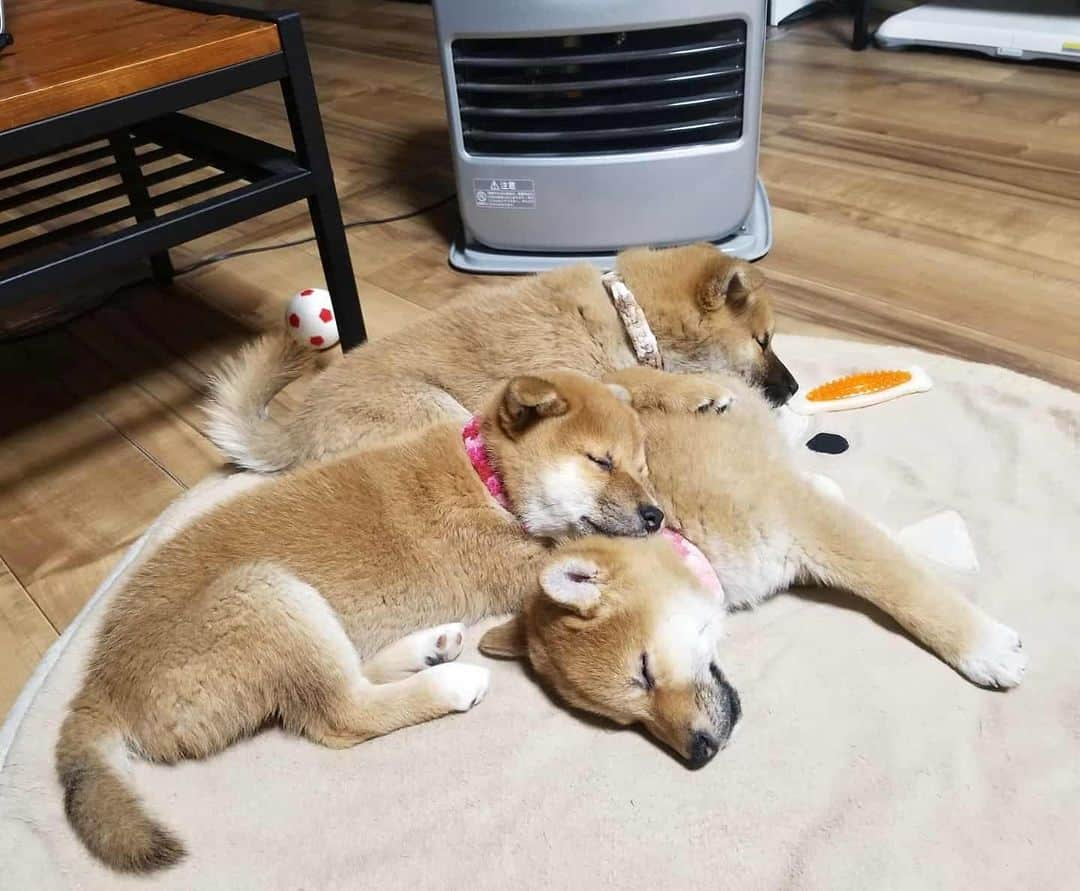 柴犬たま Shibainu Tamaのインスタグラム