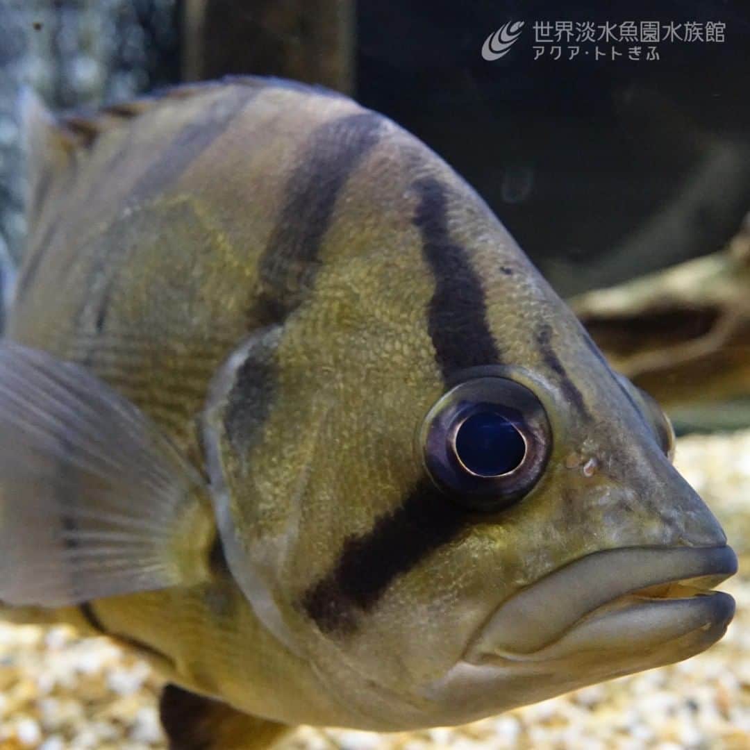 世界淡水魚園水族館 アクア・トト ぎふのインスタグラム：「展示水槽に生き物が仲間入りしました！ フォーバータイガー、ナイルパーチ、ブログでもご紹介したナンシオヤニラミです。 カッコよさや迫力は、ぜひ実物をご覧ください！ 詳しくはHPにも掲載していますよ。  #アクアトト#アクアトト岐阜#アクアトトぎふ#水族館#aquarium#フォーバータイガー#Mekongtigerperch#Datnioides undecimradiatus」