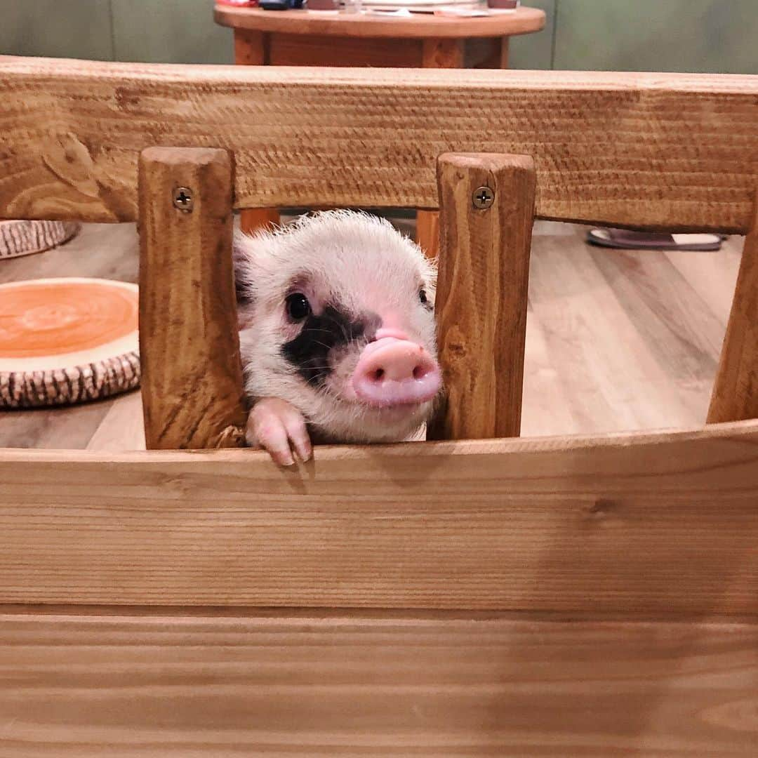 畑田亜希さんのインスタグラム写真 - (畑田亜希Instagram)「🐷Mi pig cafe🐽 ・ めっちゃ可愛い😆💕ブヒブヒッ ・ ミニブタちゃんだと思ったら普通のブタの赤ちゃん達😅 ・ この子達は大人になると中くらいの子でゴールデンレトリーバーくらいになるらしい🐖😳 ・ スピンもできるよ🐷 ・ 一週間に2回も会いに来ちゃった🙈 ・ #2020 #japan #tokyo #mipigcafe #harajyuku #pig #シゲコ」1月21日 18時25分 - akihatada