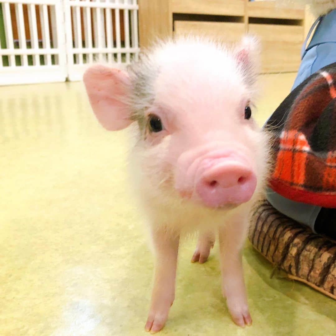 畑田亜希のグルメインスタ