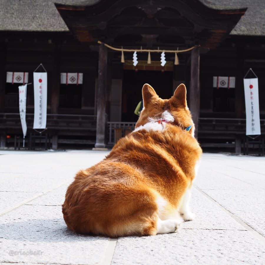 ericoさんのインスタグラム写真 - (ericoInstagram)「✩ ✩ しまなみ海道のパワースポット 大山祇神社へ行って来ました！ 『生樹の御門（いききのごもん）』を通って奥の院も参拝。 ここ、大山祇神社の奥の院は樹齢三千年、根廻り31メートルの老楠の根元をくぐって行きます。この老楠、真ん中が自然の洞となっていて、石段が設置され奥の院への参道となってます！すごいパワー✨ ✩ ✩ I went to Oyamazumi-jinja Shrine, the best power spot in Shikoku! What we call a "power-spot" is a place where a person can get spiritual power and can relax just being there.✨⛩ ✩ #大山祇神社 #大三島 #生樹の御門  #それいけ力丸くん #コーギー  #犬のいる暮らし#pembrokewelshcorgi  #corgistagram #barked #dogsofinstagram #buzzfeed #corgisofinstagram  #dailyfluff #9gag #weeklyfluff #dogstagram」1月21日 18時37分 - ericobear