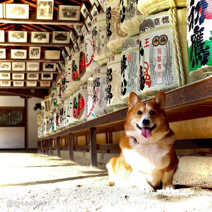 ericoのインスタグラム：「✩ ✩ しまなみ海道のパワースポット 大山祇神社へ行って来ました！ 『生樹の御門（いききのごもん）』を通って奥の院も参拝。 ここ、大山祇神社の奥の院は樹齢三千年、根廻り31メートルの老楠の根元をくぐって行きます。この老楠、真ん中が自然の洞となっていて、石段が設置され奥の院への参道となってます！すごいパワー✨ ✩ ✩ I went to Oyamazumi-jinja Shrine, the best power spot in Shikoku! What we call a "power-spot" is a place where a person can get spiritual power and can relax just being there.✨⛩ ✩ #大山祇神社 #大三島 #生樹の御門  #それいけ力丸くん #コーギー  #犬のいる暮らし#pembrokewelshcorgi  #corgistagram #barked #dogsofinstagram #buzzfeed #corgisofinstagram  #dailyfluff #9gag #weeklyfluff #dogstagram」