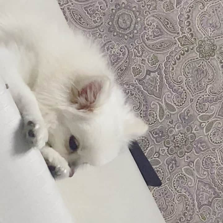 のインスタグラム：「so sleepy🐶 眠くてうとうとしてたのにバイバイって言ったら追いかけてくる😂😂"置いていかないでー"なのかな😂 . . . #dog #pony #うとうと」