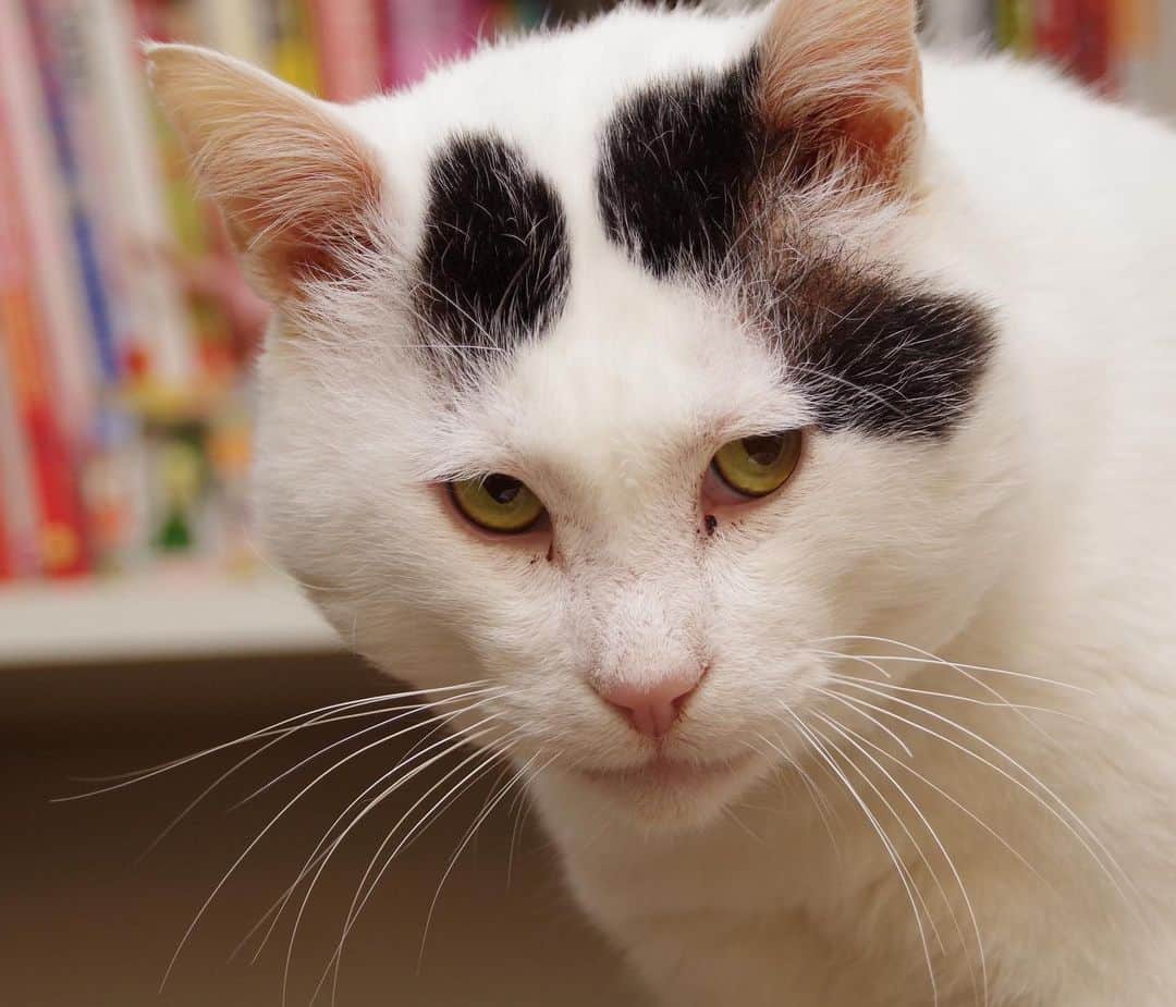 Kachimo Yoshimatsuさんのインスタグラム写真 - (Kachimo YoshimatsuInstagram)「いい表情だ。 #うちの猫ら ＃猫 #ねこ #cat #nanakuro #ネコ #catstagram #ネコ部 http://kachimo.exblog.jp」1月21日 18時45分 - kachimo