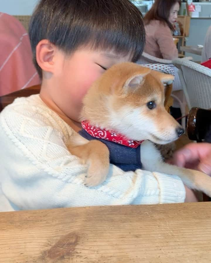 豆柴 サニーちゃんのインスタグラム