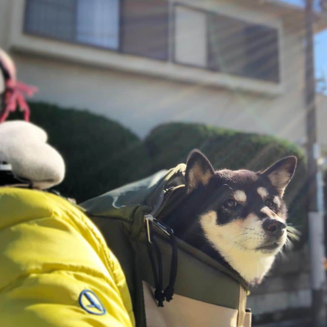 vo_coのインスタグラム：「🐾 よく見て！ デリバリー中のUber Eats じゃなくてShibar Eatsだから！ シーバーイーツは、人気の柴犬をデリバリー&テイクアウト！ * #ShibarEats #シーバーイーツ #返品は承りかねます #shibastagram #instashiba #shiba #shibainu #黒柴 #柴犬」