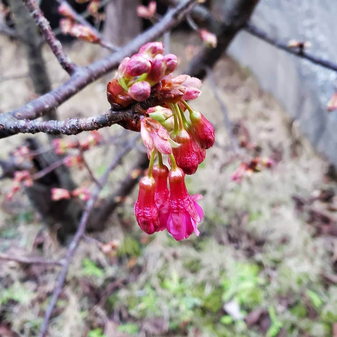 田畑竜介さんのインスタグラム写真 - (田畑竜介Instagram)「我が家にも春がもうそこまで✨  早咲きの緋寒桜のつぼみが 膨らんできました🌸  暖冬の影響でしょうか、例年より早い気が…😅 #福岡市 #緋寒桜」1月21日 10時33分 - tabacchi_rkb