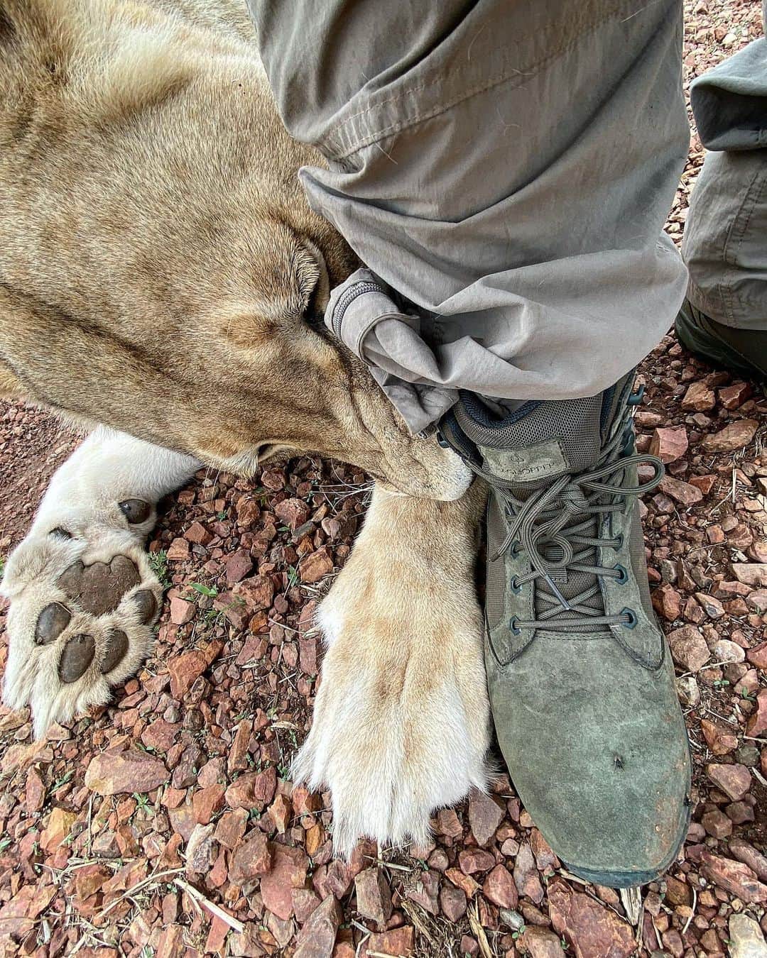 Kevin Richardson LionWhisperer さんのインスタグラム写真 - (Kevin Richardson LionWhisperer Instagram)「Livy always puts anything I get new to the ‘Livy Quality Control’ test. My @craghoppersofficial Salado Hi Top boots were no different. So far they’ve stood up nicely to the abuse she’s dished out. @craghoppersofficial is launching footwear this spring and from my experience testing them they’re going to be a hit. So if you’re in the market for some quality hiking boots or casual, comfortable and stylish footwear keep your ear to the ground for the launch. I’ll announce it on my platforms as well. #mycraghoppers #crawlerguard #craghoppers」1月21日 12時28分 - lionwhisperersa
