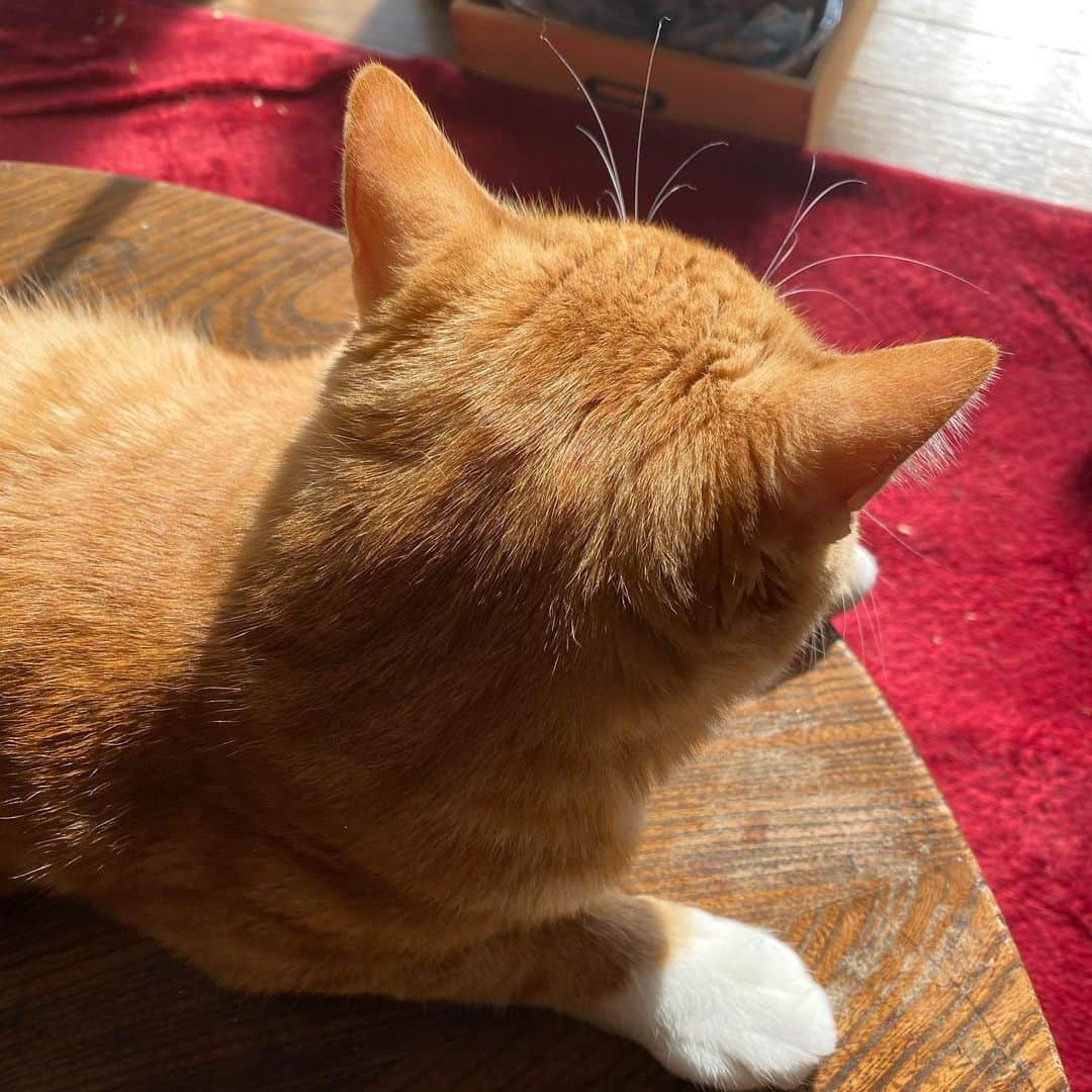 金巻ともこさんのインスタグラム写真 - (金巻ともこInstagram)「猫になりたい……猫もいろいろ苦労があるんでしょうけど……猫に……なりた……い…… #kurohakuchai #tabby #orangetabby #cat #猫 #茶トラ男子部 #catstagram」1月21日 13時17分 - tomotomoco