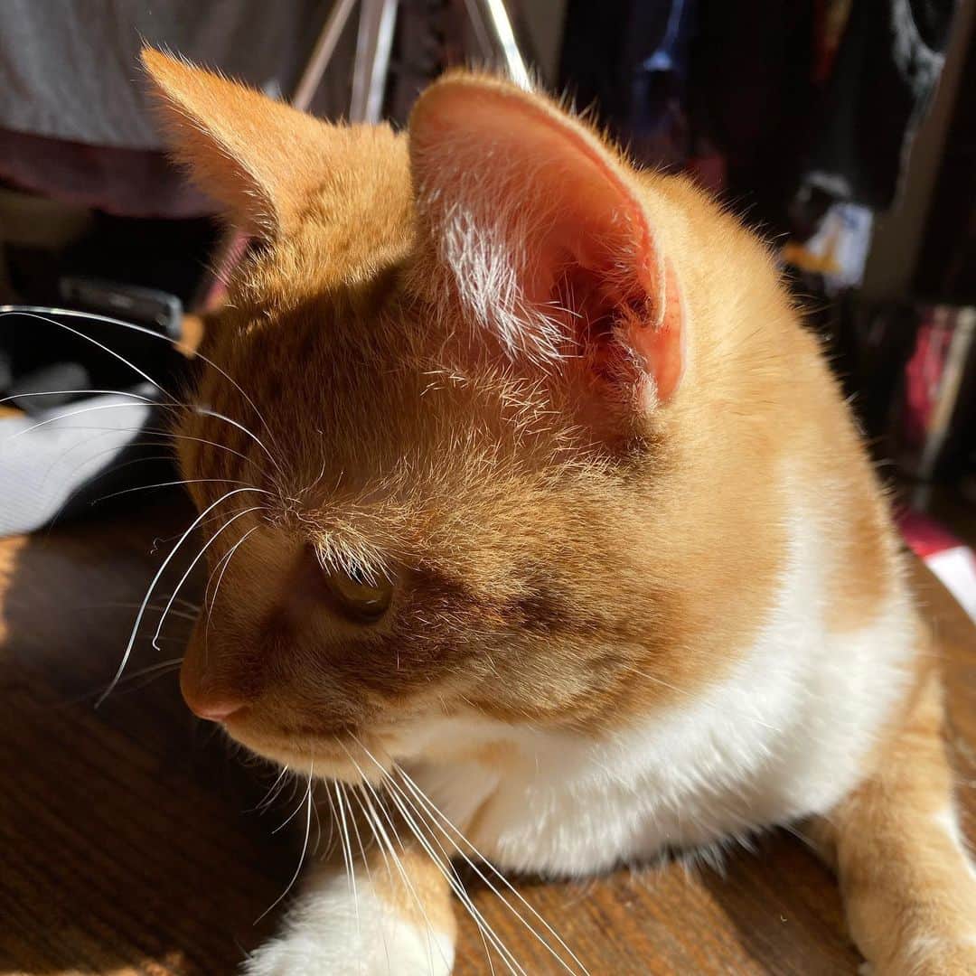 金巻ともこさんのインスタグラム写真 - (金巻ともこInstagram)「猫になりたい……猫もいろいろ苦労があるんでしょうけど……猫に……なりた……い…… #kurohakuchai #tabby #orangetabby #cat #猫 #茶トラ男子部 #catstagram」1月21日 13時17分 - tomotomoco