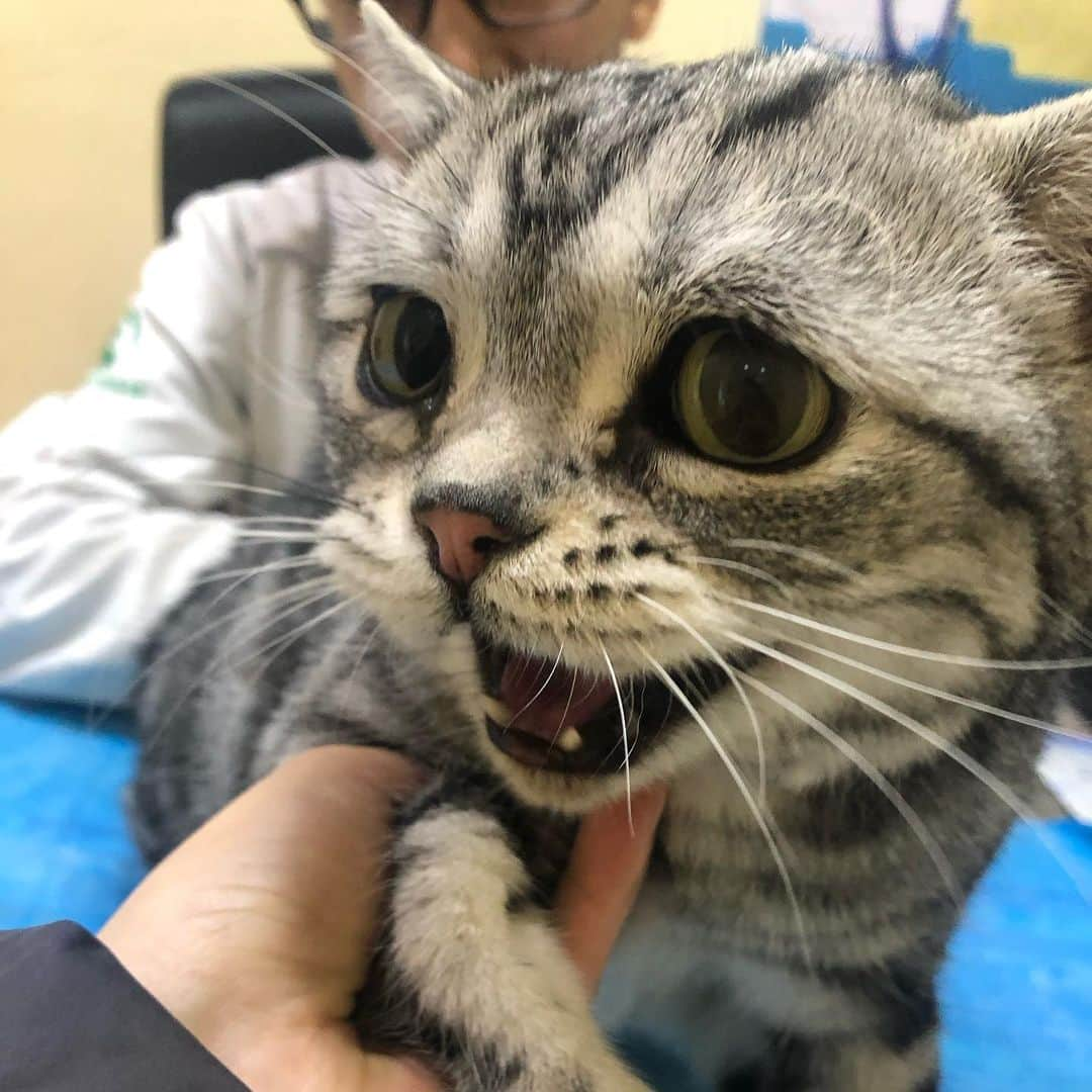 ルフさんのインスタグラム写真 - (ルフInstagram)「#luhu was sick again. I didn't sleep last night cause he threw up and pulled too many times... I called the vet then rushed him to hospital... I wish he will be ok ... - - #cat #sadcat #cute #angel #adorable #prayformybaby」1月21日 14時45分 - lanlan731