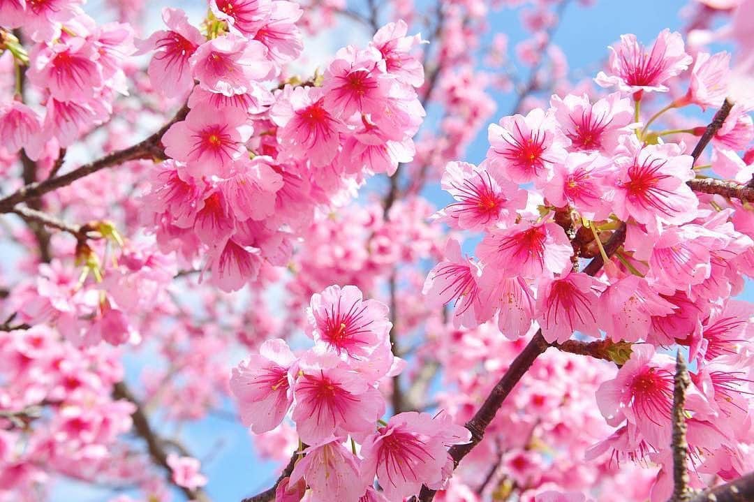 Be.okinawaさんのインスタグラム写真 - (Be.okinawaInstagram)「Cherry blossom season comes early in Okinawa! Flowers begin blooming in mid-January and can be seen till mid-February. The vibrant pink petals showcase a different kind of beauty from the faint pink and white Somei-Yoshino trees of mainland Japan. 📷:@kiyotaka_kitajima_photo 📍:Mount Yaedake, Motobu  #cherryblossom #yaedake #櫻花 #八重岳 #벚꽃 #야에다케 #桜 #本部町 #motobu #yanbaru #beokinawa #visitokinawa」1月21日 16時00分 - visitokinawajapan