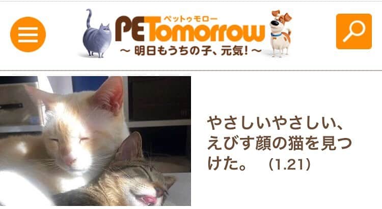 ソルトのインスタグラム：「ソルくんメインで紹介していただきました☺️ 良かったら見てください✨  https://petomorrow.jp/news_cat/107457 #ペットゥモロー」