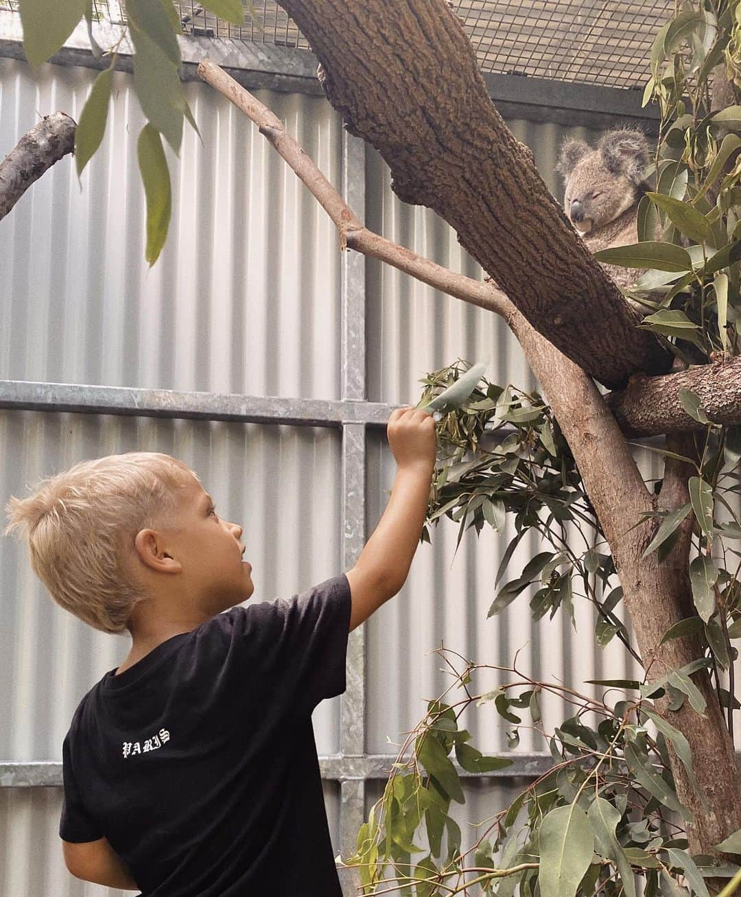 Tammyさんのインスタグラム写真 - (TammyInstagram)「A beautiful day at @currumbinwildlifehospital we learned so much 🐨🦘with everything happening in Australia our wildlife is more precious than ever 🤎 link in my stories to donate」1月21日 17時01分 - tammyhembrow