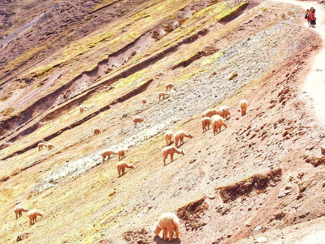 旅行比較サイト・トラベルコ 理想の旅を、いちばん安く。さんのインスタグラム写真 - (旅行比較サイト・トラベルコ 理想の旅を、いちばん安く。Instagram)「#ペルー の主要都市 #クスコ から日帰りで行ける観光地としてひそかに話題を集めている #レインボーマウンテン （正式名称「 #ビニクンカ山」）。カラフルな地層がマーブル状の模様を織りなす、まさに虹の山です。地球温暖化により氷が溶けて現れたこの新名所に、トラベルコスタッフが行ってきました！  登山口ですでに標高4,600m。ここから約8キロのトレッキングです。途中、ガイドさんや現地の方が「レンタルホース？」と声をかけてくれるので、体力に自信がない方は迷わずお願いしましょう。トラベルコスタッフも途中でギブして馬🐴に乗りました…が、お馬さんも山頂までは連れて行ってくれないため、あとちょっと！　残り500mぐらいなのに！　というところで降ろされました😭  最後の激坂を力をふりしぼって登りきると…そこには感動の景色が。標高5,036m。人生で一番高い場所にいた瞬間です。  道中は #アルパカ と記念撮影（有料）もできます📸カラフルな衣装を身にまとったアルパカ、かわいい💛  新しい観光地だけあって、一般向けにツアーが始まったのもここ数年のことなんだそう。#マチュピチュ に次ぐ人気を集めつつあるペルーの絶景スポット、「行ってみたい！」という方は、高山病対策をしっかりした上で楽しんでくださいね⛰ *﻿ *﻿ *﻿ あなたが訪れた旅先での写真に《 @travelko_chan 》《 #トラベルコ 》《 #travelko 》とタグ付けして投稿してみてください！こちらのアカウントで紹介させていただくかもしれません♪﻿ *﻿ *﻿ *﻿ #南米 #southamerica #peru #cusco #perutravel #rainbowmountain #machupicchu #海外旅行 #travel #trip #sightseeing #フォトジェニック #旅行好きな人と繋がりたい #女子旅 #一人旅 #カメラ女子 #カメラ男子 #instatravel #travelgram #instagood #travelko #トラベルコ #トラベルコちゃん﻿」1月21日 17時06分 - travelko_official