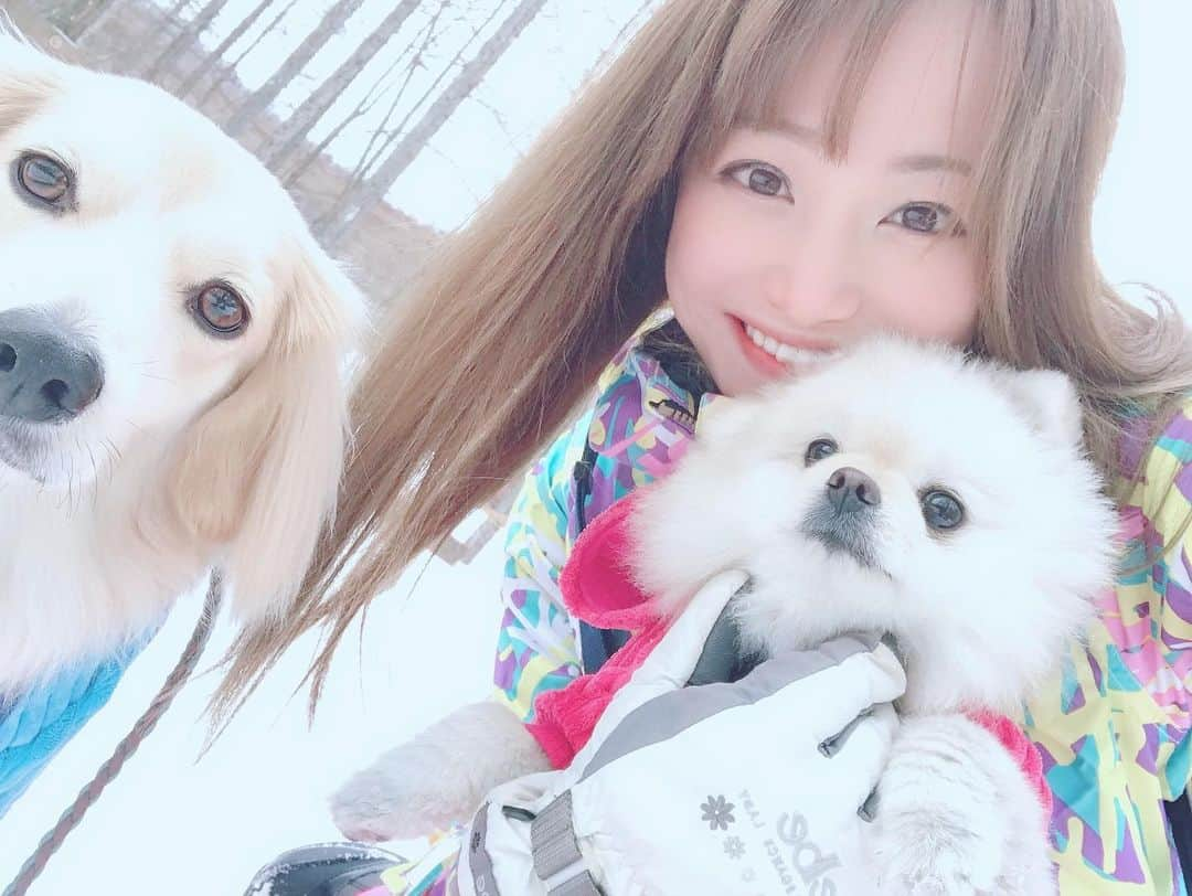 葵ゆりかさんのインスタグラム写真 - (葵ゆりかInstagram)「ぼくたちと雪遊び♡  #愛犬　#にょろ　#おもち　#ミニチュアダックス #パピヨン　#マルチーズ　#ポメラニアン　#pomeranian #白ポメ　#ポメ　#わんことお出かけ　#雪山　#ゲレンデ　#軽井沢　#いぬ　#dog #instadog #dogstagram #inustagram #わんこ　#そり遊び  #そり　#犬」1月21日 17時34分 - yuriyuricchi