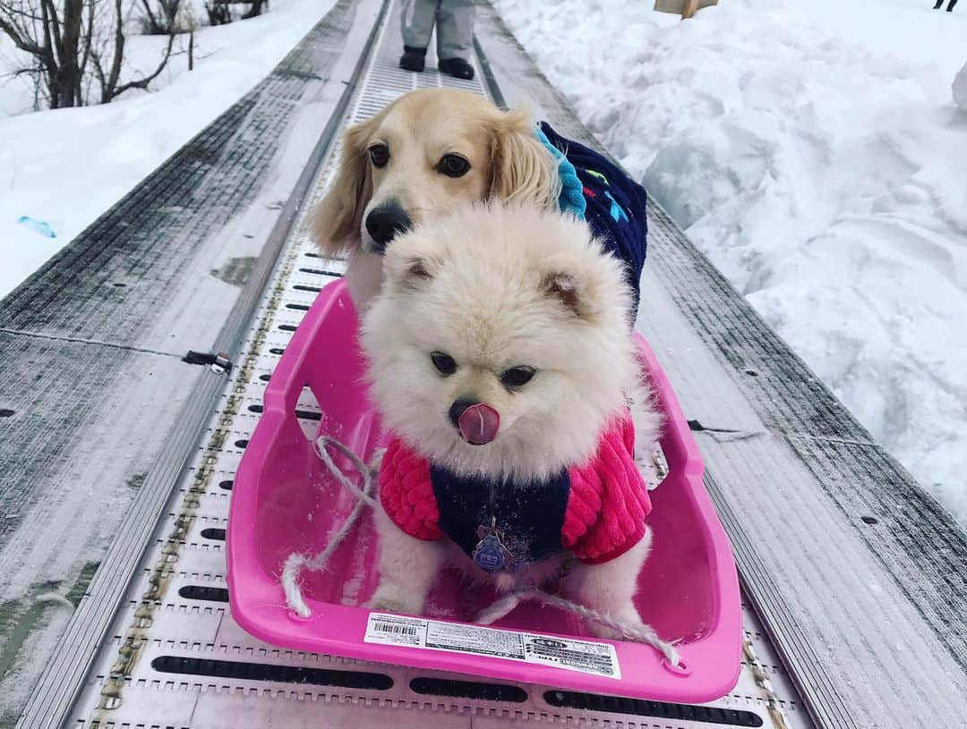 葵ゆりかさんのインスタグラム写真 - (葵ゆりかInstagram)「ぼくたちと雪遊び♡  #愛犬　#にょろ　#おもち　#ミニチュアダックス #パピヨン　#マルチーズ　#ポメラニアン　#pomeranian #白ポメ　#ポメ　#わんことお出かけ　#雪山　#ゲレンデ　#軽井沢　#いぬ　#dog #instadog #dogstagram #inustagram #わんこ　#そり遊び  #そり　#犬」1月21日 17時34分 - yuriyuricchi