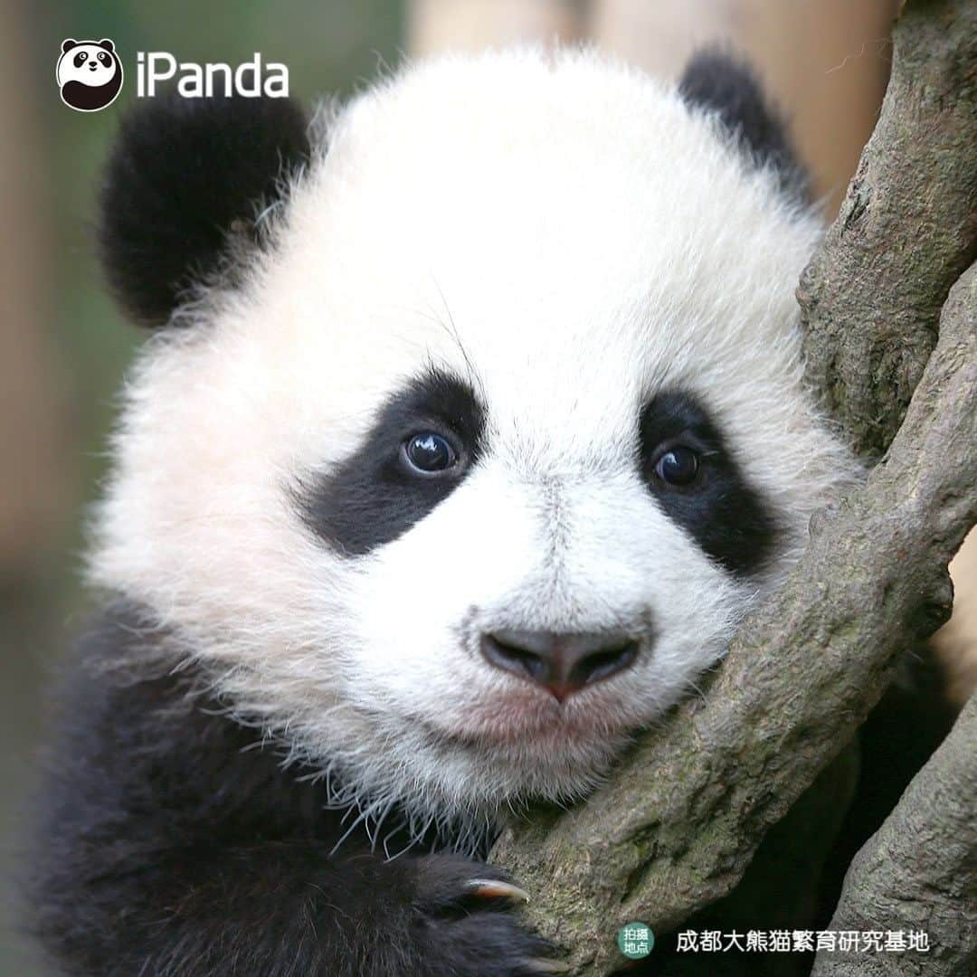 iPandaさんのインスタグラム写真 - (iPandaInstagram)「You trying to make your face look slimmer when taking a photo... (Xing Qing) 🐼 🐾 🐼 #panda #ipanda #animal #pet #adorable #China #travel #pandababy #cute #photooftheday #Sichuan #cutepanda #animalphotography #cuteness #cutenessoverload #giantpanda」1月21日 17時30分 - ipandachannel