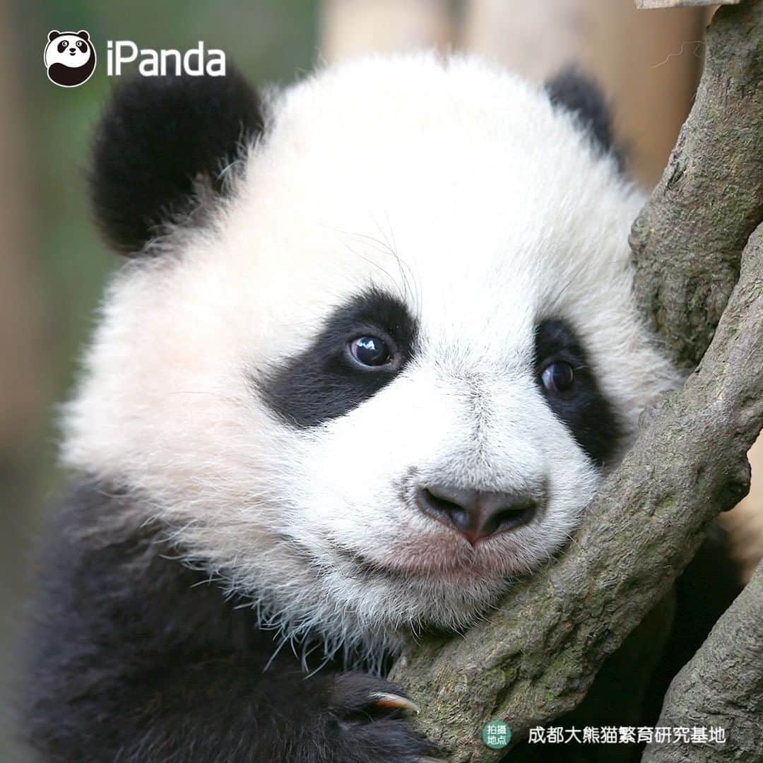 iPandaさんのインスタグラム写真 - (iPandaInstagram)「You trying to make your face look slimmer when taking a photo... (Xing Qing) 🐼 🐾 🐼 #panda #ipanda #animal #pet #adorable #China #travel #pandababy #cute #photooftheday #Sichuan #cutepanda #animalphotography #cuteness #cutenessoverload #giantpanda」1月21日 17時30分 - ipandachannel
