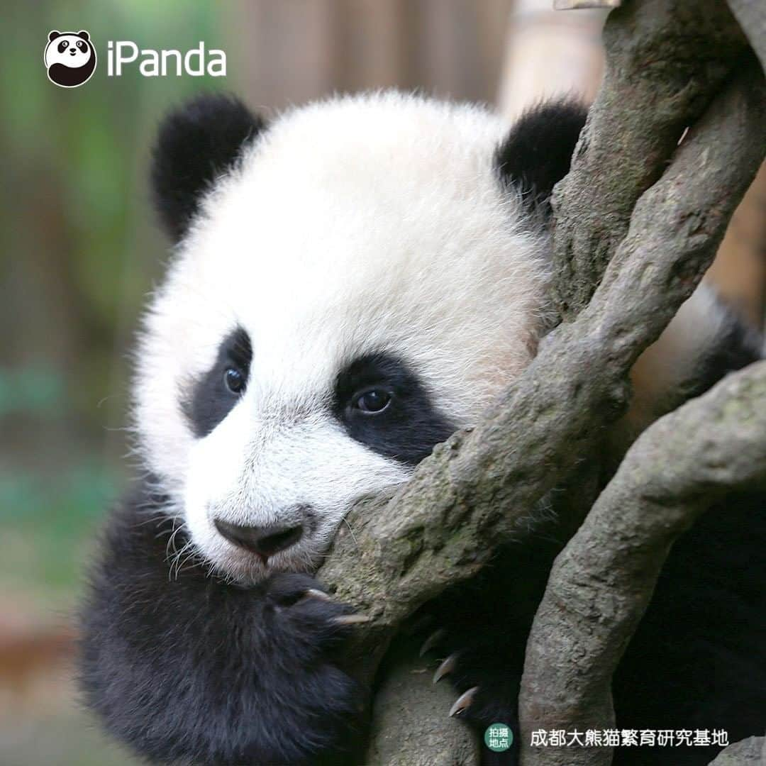 iPandaさんのインスタグラム写真 - (iPandaInstagram)「You trying to make your face look slimmer when taking a photo... (Xing Qing) 🐼 🐾 🐼 #panda #ipanda #animal #pet #adorable #China #travel #pandababy #cute #photooftheday #Sichuan #cutepanda #animalphotography #cuteness #cutenessoverload #giantpanda」1月21日 17時30分 - ipandachannel