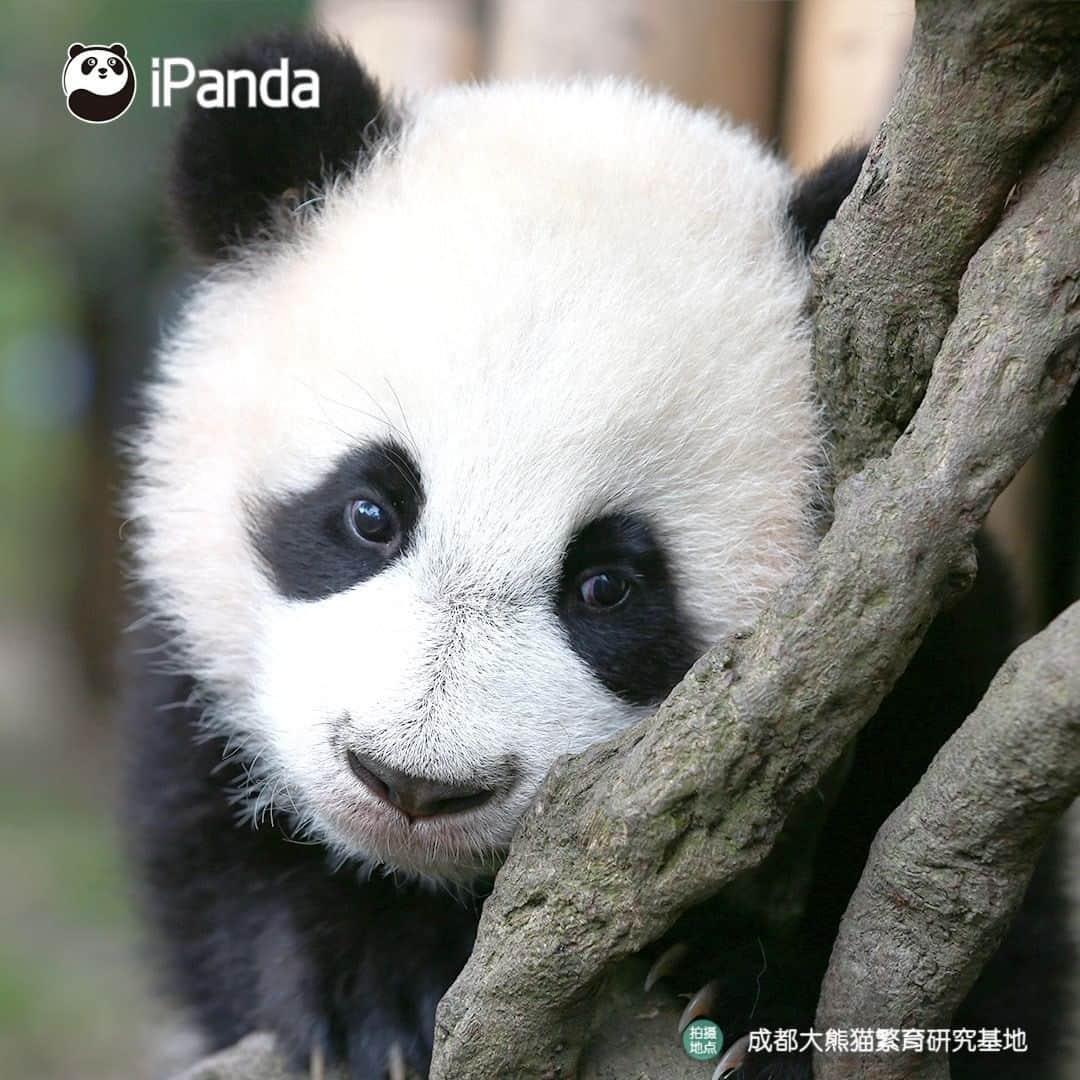 iPandaさんのインスタグラム写真 - (iPandaInstagram)「You trying to make your face look slimmer when taking a photo... (Xing Qing) 🐼 🐾 🐼 #panda #ipanda #animal #pet #adorable #China #travel #pandababy #cute #photooftheday #Sichuan #cutepanda #animalphotography #cuteness #cutenessoverload #giantpanda」1月21日 17時30分 - ipandachannel