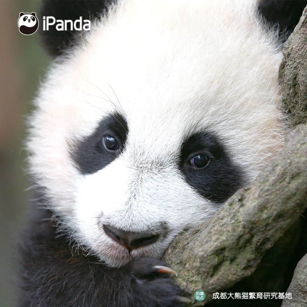 iPandaさんのインスタグラム写真 - (iPandaInstagram)「You trying to make your face look slimmer when taking a photo... (Xing Qing) 🐼 🐾 🐼 #panda #ipanda #animal #pet #adorable #China #travel #pandababy #cute #photooftheday #Sichuan #cutepanda #animalphotography #cuteness #cutenessoverload #giantpanda」1月21日 17時30分 - ipandachannel