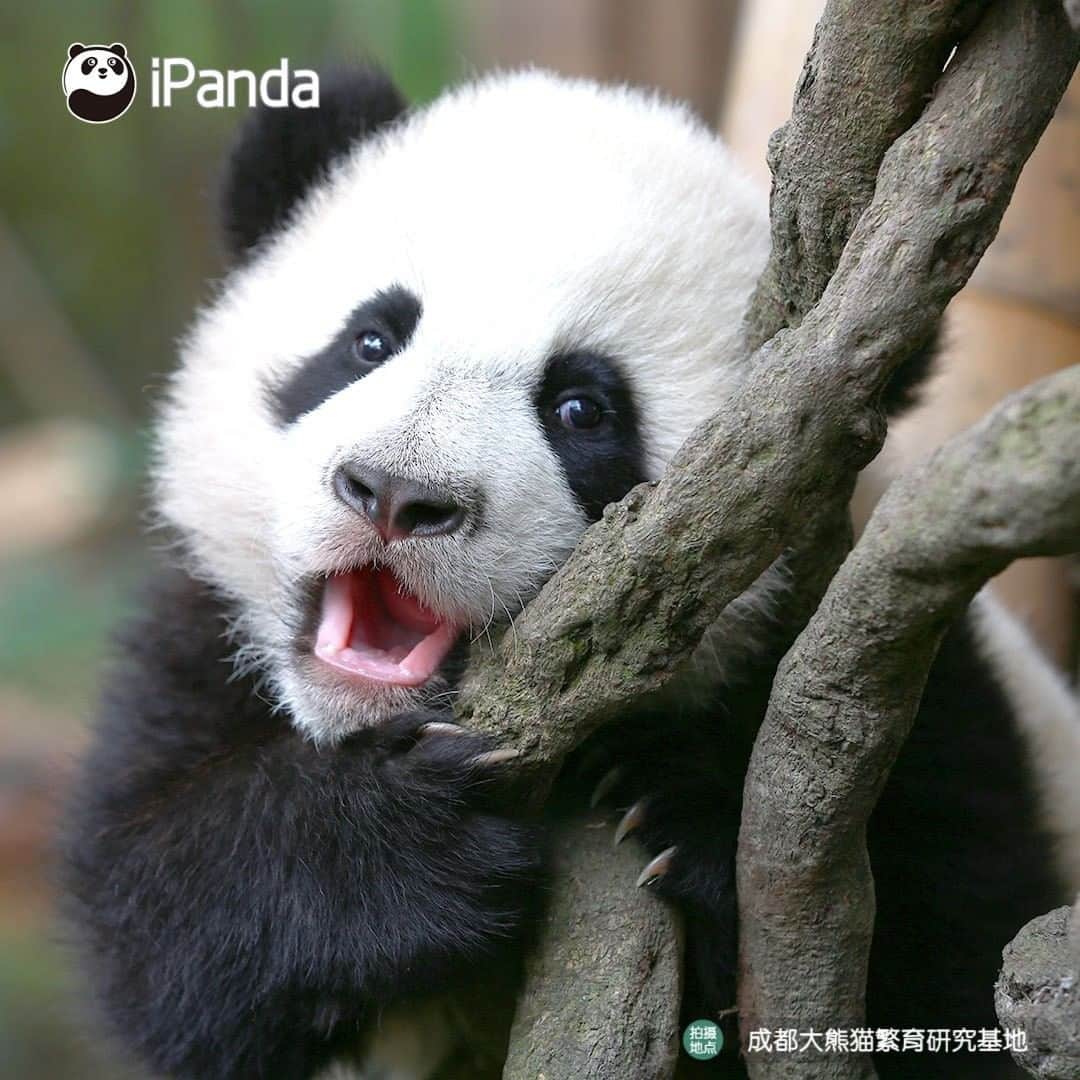 iPandaさんのインスタグラム写真 - (iPandaInstagram)「You trying to make your face look slimmer when taking a photo... (Xing Qing) 🐼 🐾 🐼 #panda #ipanda #animal #pet #adorable #China #travel #pandababy #cute #photooftheday #Sichuan #cutepanda #animalphotography #cuteness #cutenessoverload #giantpanda」1月21日 17時30分 - ipandachannel