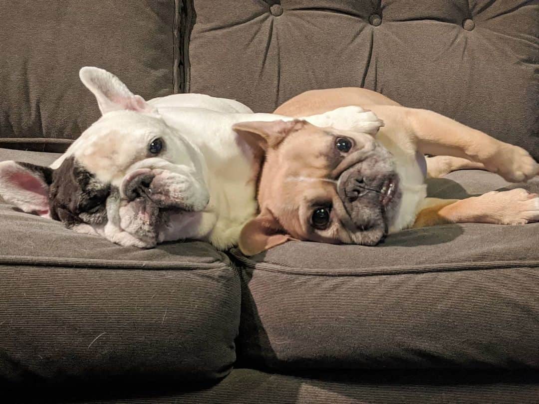 Manny The Frenchieのインスタグラム：「It's #NationalHuggingDay! Show someone you care today with a big hug. It could be just what they need.❤️ I also wanted to share some exciting news. I’ve joined paws 🐾 with the @CareCredit team! We’ve been working on some fun things together so I can’t wait to share that with you!」