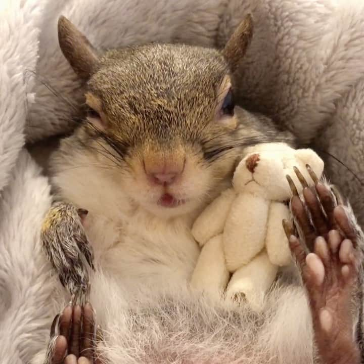 Jillのインスタグラム：「Happy Squirrel Appreciation Day from Jill and her tiny teddy bear!⁣ ⁣ ⁣ ⁣ #petsquirrel #squirrel #squirrels #squirrellove #squirrellife #squirrelsofig #squirrelsofinstagram #easterngreysquirrel #easterngraysquirrel #ilovesquirrels #petsofinstagram #jillthesquirrel #thisgirlisasquirrel #squirrelappreciationday」