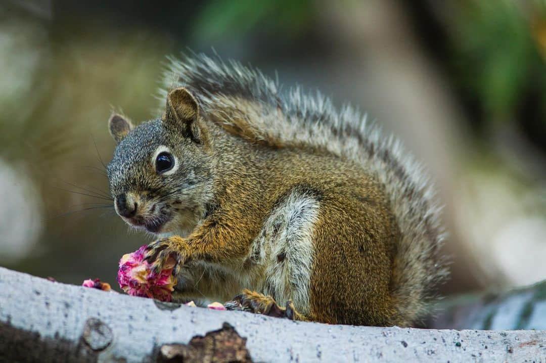 National Geographic Creativeさんのインスタグラム写真 - (National Geographic CreativeInstagram)「Photo by @drewtrush | A red squirrel feeds on a white bark pinecone near Beartooth Pass, Wyoming. #Squirrel #Wyoming #SquirrelAppreciationDay」1月22日 4時21分 - natgeointhefield