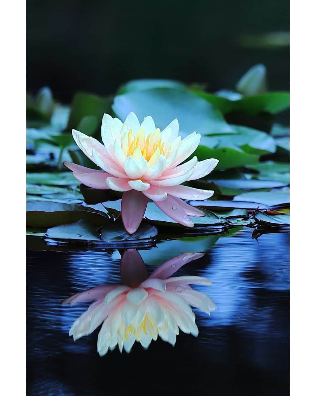 花の写真館のインスタグラム：「Photo by 福島 いまり.⠀ .⠀ Original Post[投稿頂いたURL]⠀ https://www.facebook.com/photo.php?fbid=2255336661230542⠀ .⠀ 本アカウントは、 #私の花の写真 をつけてInstagramに投稿された皆さまの花の写真や、「花の写真館」Facebookページで投稿された花の写真を紹介します。⠀ 「花の写真館」Facebookページは、「 @floral.photograph 」のプロフィールにあるURLからご覧ください。⠀ .⠀ #花の写真館 #floralphotograph #floralphoto #flower #flowers⠀ Follow: @floral.photograph」