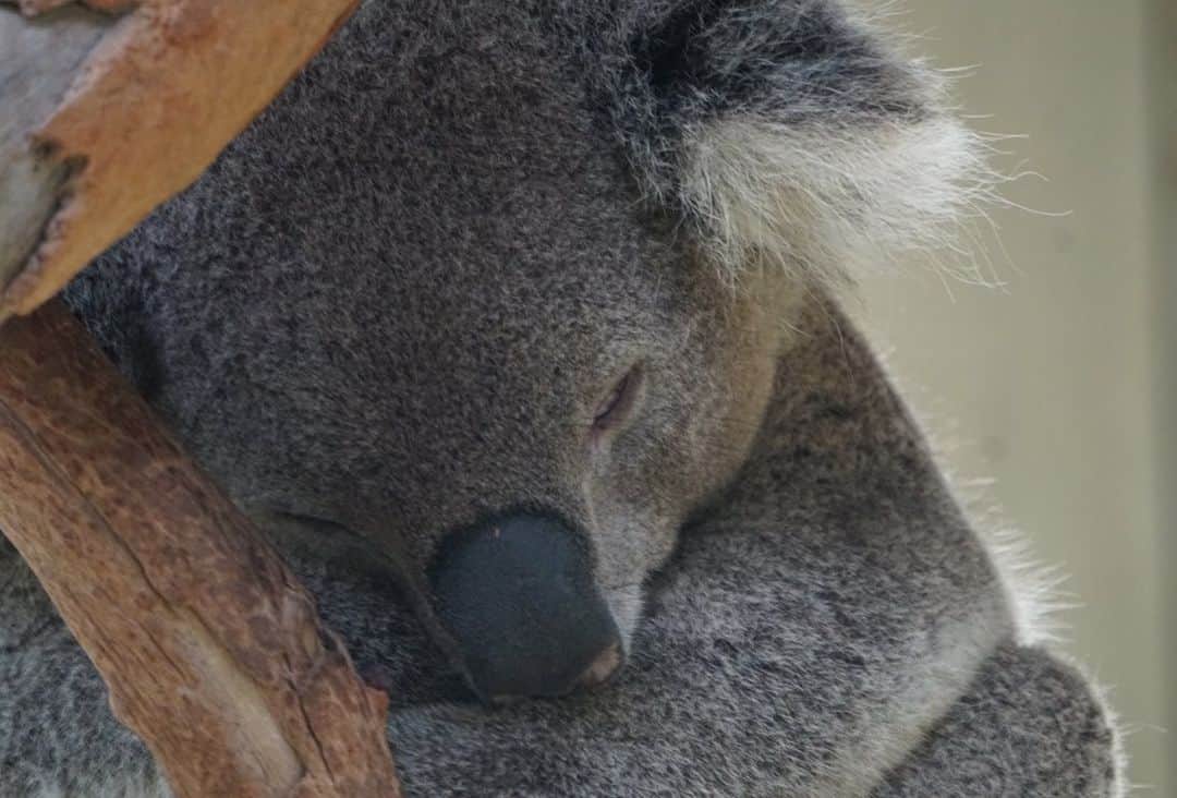 ケイティ・パスフィールドのインスタグラム：「Here are some animals that aren’t on fire or in a flood 💕 Swipe to the end for a terrifying animal ➡️ . . . @symbiowildlifepark」