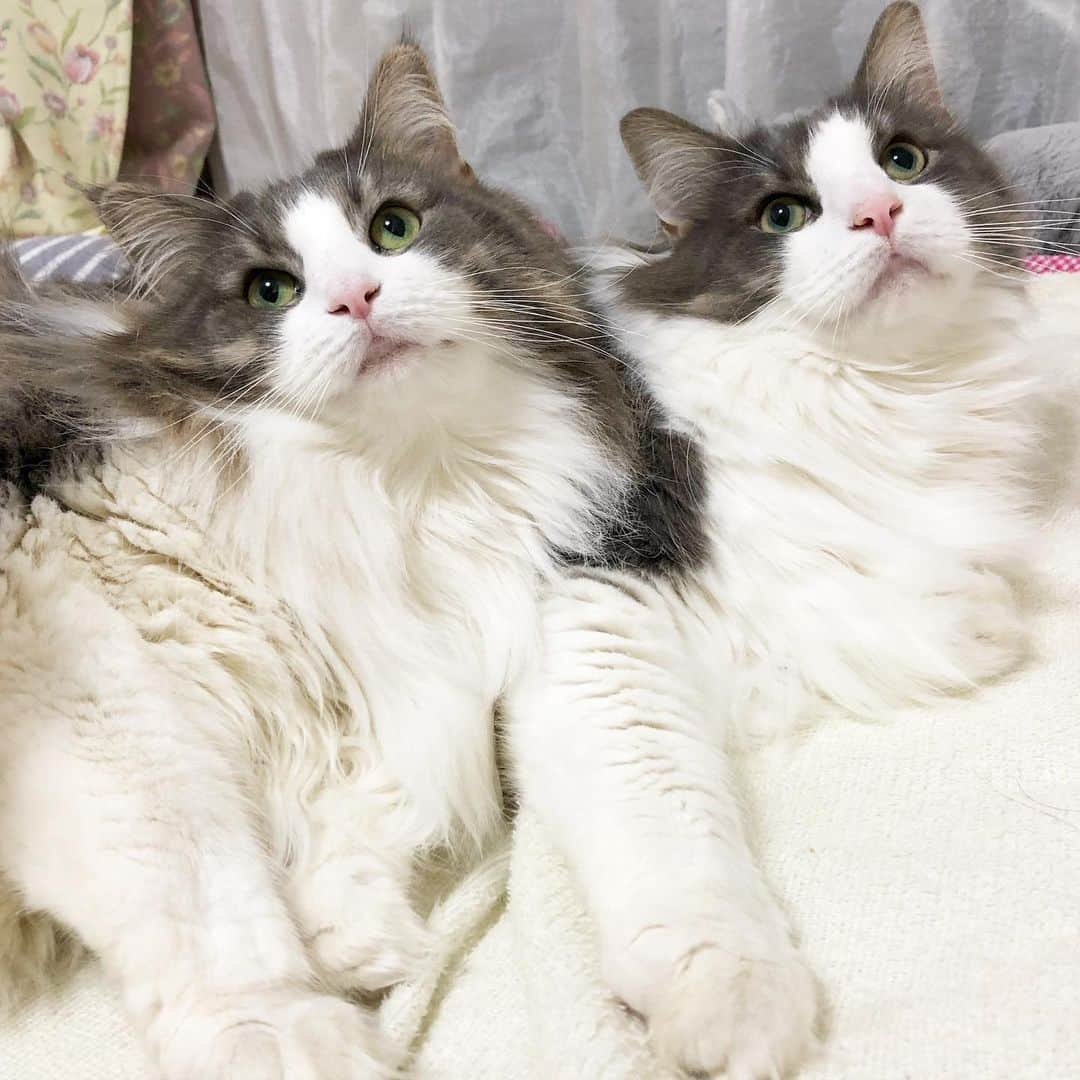 Sagiri Kitayamaさんのインスタグラム写真 - (Sagiri KitayamaInstagram)「シンクロ8連発兄妹❤ 今日も仲良し🥰 #美ニャン祭 #猫love祭 #キャスバル #ルシファー #ノルウェージャンフォレストキャット #ノルウェージャン #norwegianforestcat #norwegian #neko #ラグドール #ragdoll #トンキニーズ #tonkinese #ねこ #ねこ部 #ネコ #猫 #cat #cats #catinstagram #catlover #catstagram #catsofinstagram #instagramcat #instacat #kitty」1月21日 20時01分 - rererurerurela