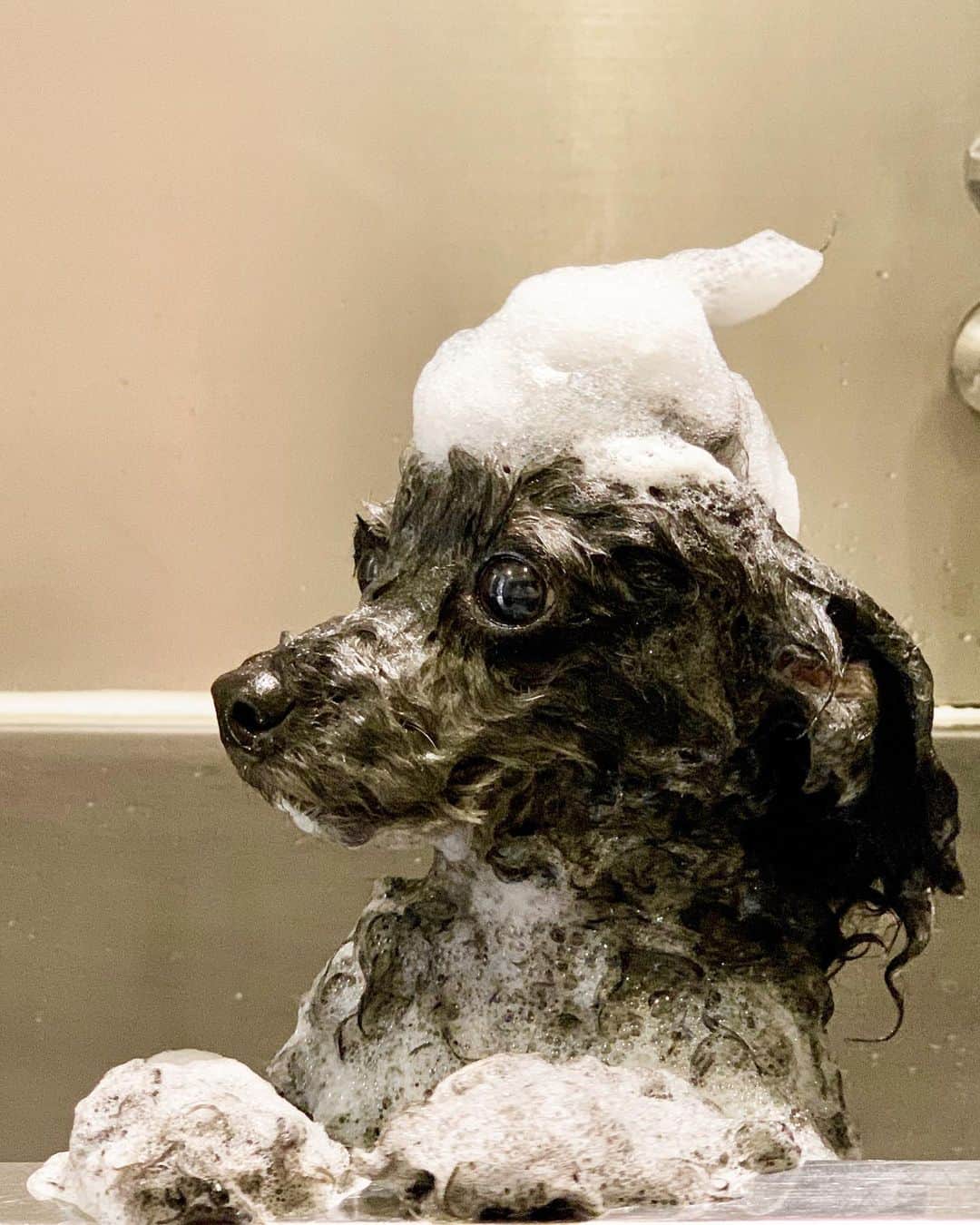 月本えりさんのインスタグラム写真 - (月本えりInstagram)「@dogmantokyo  ソフトクリームしりきゅあ🛁🍦 今年もたくさんカッコよくしてもらおうね🐩 しりきゅあは、水が好きだからお風呂は余裕だね👏💖 #dogmantokyo #dogman #dogstagram #dogsofinstagram #trimmingsalon #tokyo #meguro #toypoodle #bathtime #shampoo #happy #adorable」1月21日 20時10分 - eritsukimoto