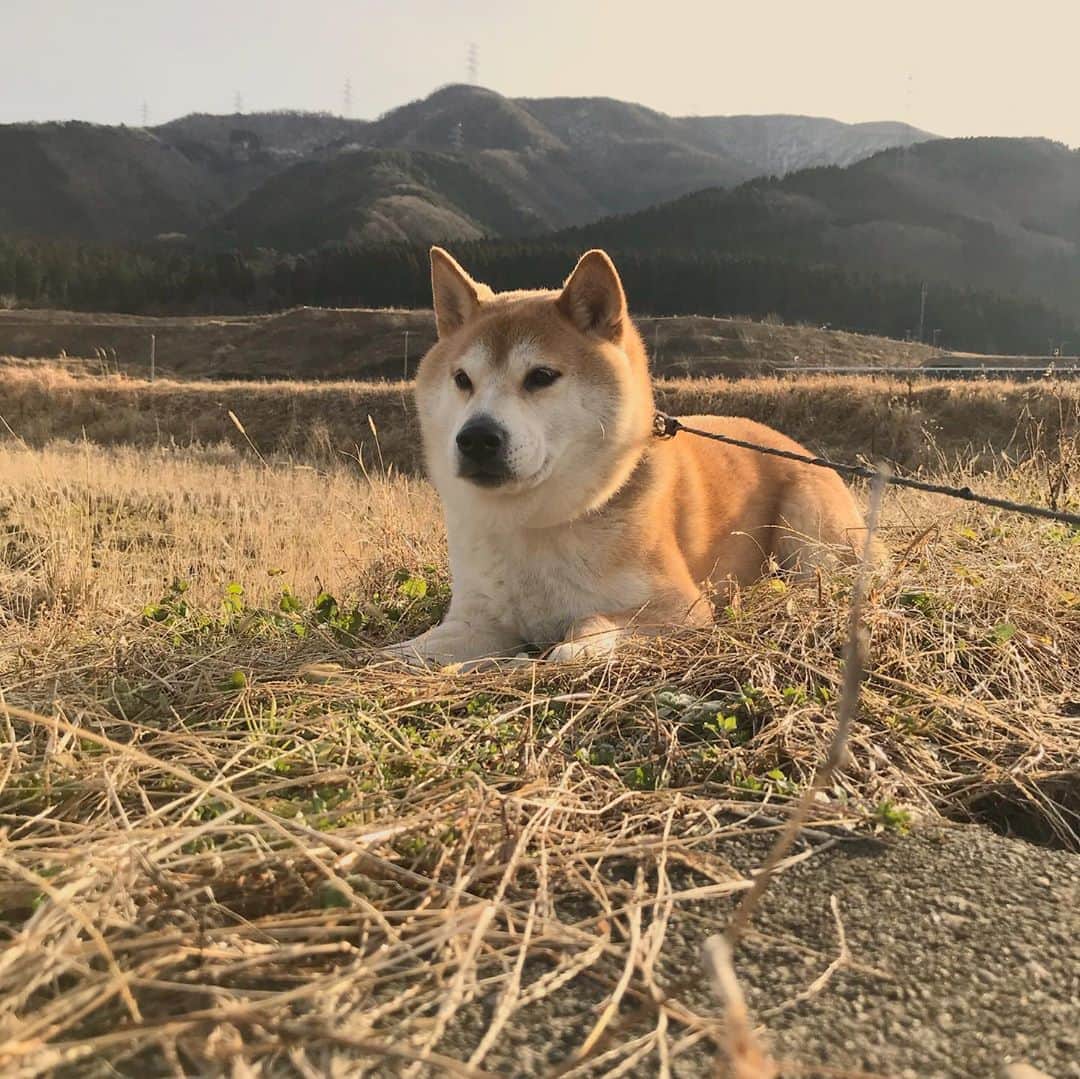 Hanamichi ＆ ℕㆁℜ〡ｋㆁ♡のインスタグラム：「まだ一度も雪がふらんぞー！ こんな冬ははじめて。 ﾊﾅﾐﾁは雪遊びだいっすきなので今年の冬はすこしつまらなさそう。」