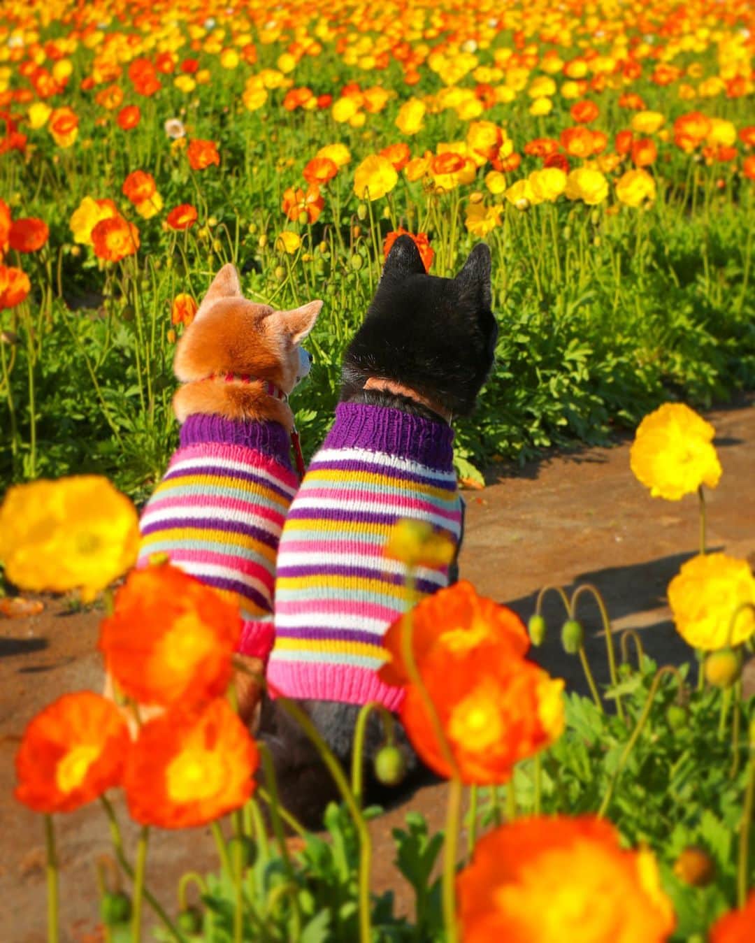柴犬 けんしろう ゆりあのインスタグラム