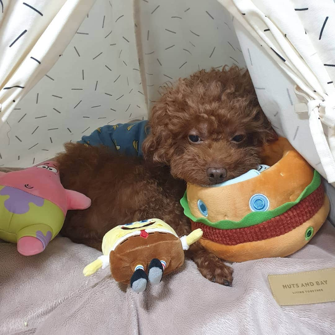 ノ・ウルさんのインスタグラム写真 - (ノ・ウルInstagram)「행복이 새 인형이랑 새 간식 좋아요오구오구💕🐶 다 지꺼래ㅋㅋㅋ그래 행복이꼬야~>_< . #베이컨박스 #스펀지밥 #뚱이 #게살버거카 #baconbox #언박싱 #견스타그램 #반려견 #행복이신났네 #선물감사합니다🎁 #dogstagram #행복이햄벅해요❤」1月21日 20時38分 - noh.eul_89