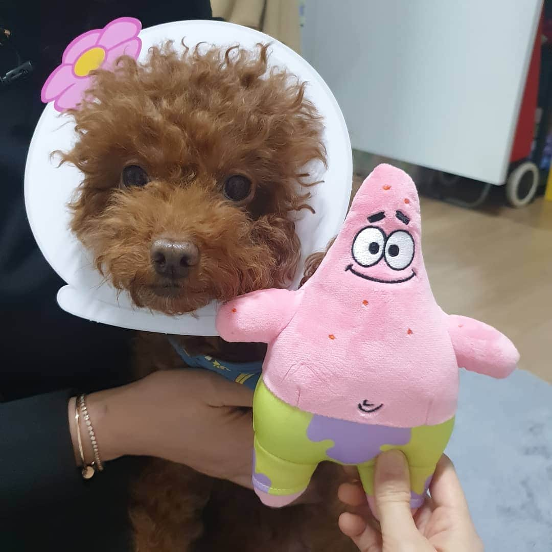 ノ・ウルさんのインスタグラム写真 - (ノ・ウルInstagram)「행복이 새 인형이랑 새 간식 좋아요오구오구💕🐶 다 지꺼래ㅋㅋㅋ그래 행복이꼬야~>_< . #베이컨박스 #스펀지밥 #뚱이 #게살버거카 #baconbox #언박싱 #견스타그램 #반려견 #행복이신났네 #선물감사합니다🎁 #dogstagram #행복이햄벅해요❤」1月21日 20時38分 - noh.eul_89