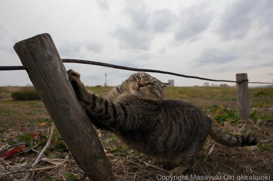 Masayukiさんのインスタグラム写真 - (MasayukiInstagram)「押しの強さ。  #cat #ねこ」1月21日 20時56分 - okirakuoki