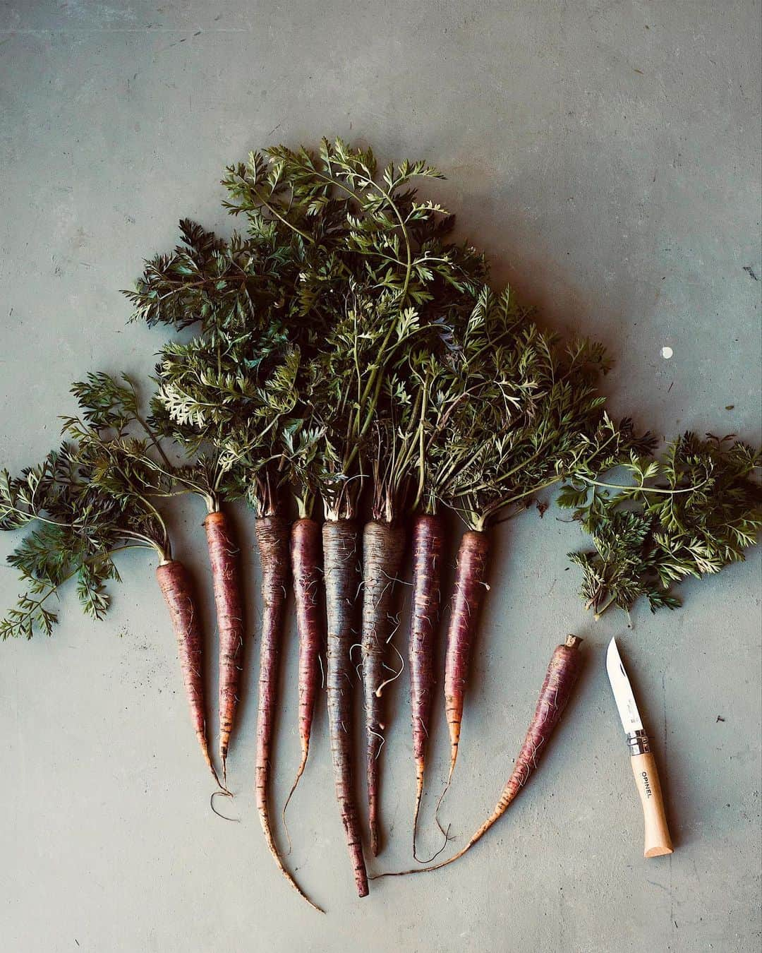 増田由希子さんのインスタグラム写真 - (増田由希子Instagram)「Loving these beautiful purple carrots💜 #carrot #freshveggies #Purplecarrots 紫人参をいただきました。ポリフェノールは普通の人参の10倍! いつか、うちの畑でも作ってみたいです。 #紫人参  #採れたて  #いのうえのうえん」1月21日 20時59分 - nonihana_