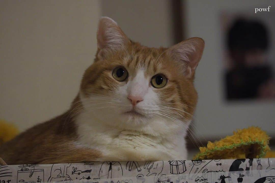 anemone_69のインスタグラム：「. #ハカセとキョウジュ #茶トラ白 #茶白 #cat #猫 #保護猫 . . .」