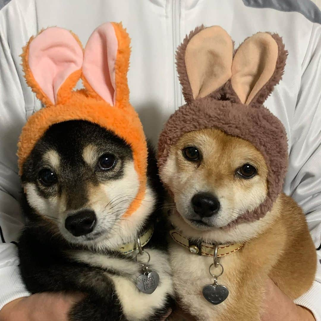 豆柴なつ&ふゆさんのインスタグラム写真 - (豆柴なつ&ふゆInstagram)「Bunny doggy😂😂 うさぎ犬😂😂 #うさぎ #bunny #rabbit#ウサギ #柴犬#shiba #shibainu #shibagram  #shibalove#豆柴#mameshiba #japanesedog  #CuteDogs #🐕📷#dogstagram #dogoftheday #instadog #instashiba #柴犬マニア#shiba_snap #犬ら部 #犬バカ部 #ふわもこ部 #instacute #pecoいぬ部 #instafollow  #柴#mofmo #シバフル」1月21日 21時00分 - mameshiba.natsuinu56