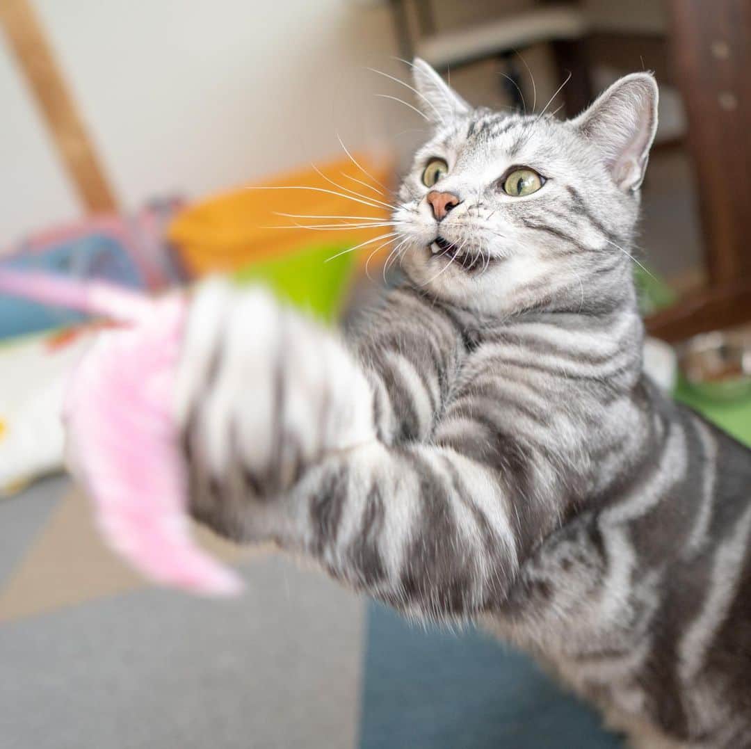 マアルのインスタグラム：「まろんさん #🐈 #北海道 #旭川 #ペットホテル #アメリカンショートヘア」